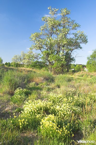 Terril van l'Ile aux Corsaires