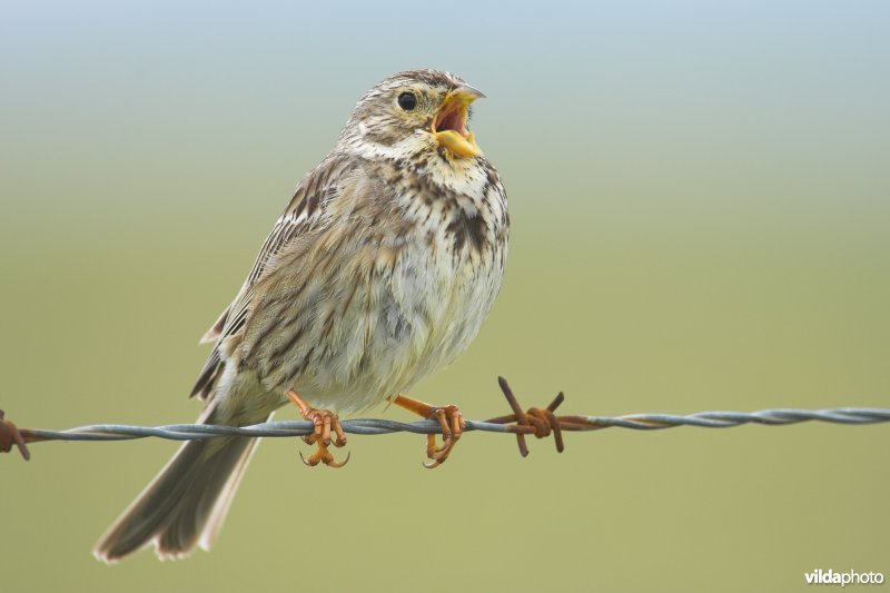 Zingende grauwe gors