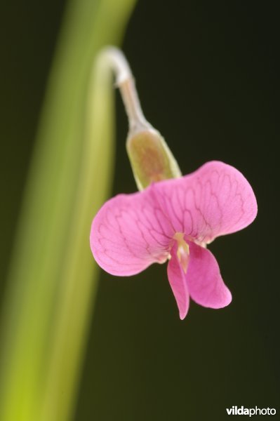 Bloempje van graslathyrus