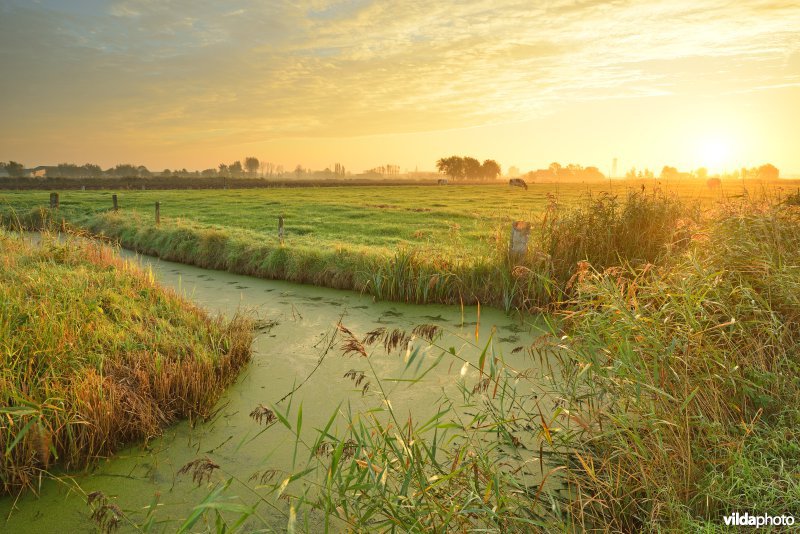 De Vla in Diksmuide