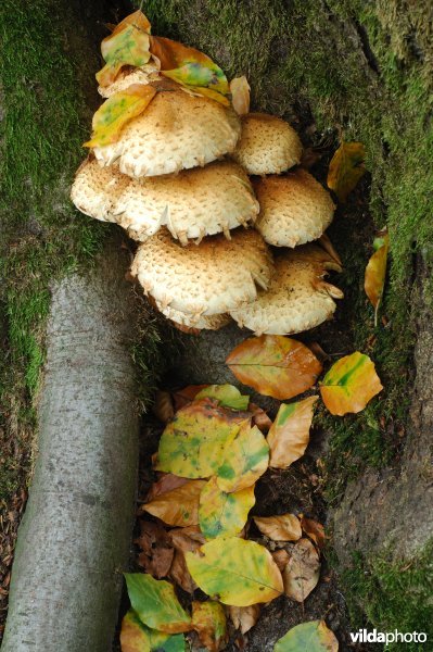 Schubbige bundelzwam op een Beuk