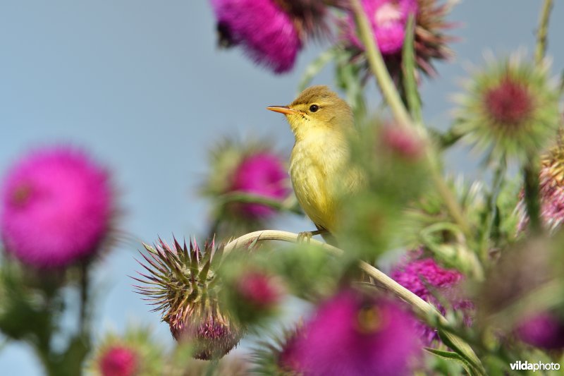 Orpheusspotvogel