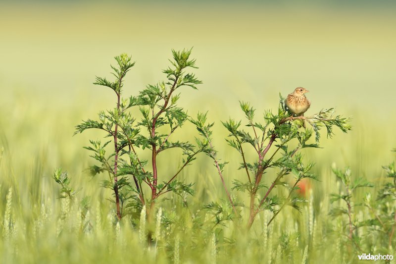 Veldleeuwerik op Bijvoet