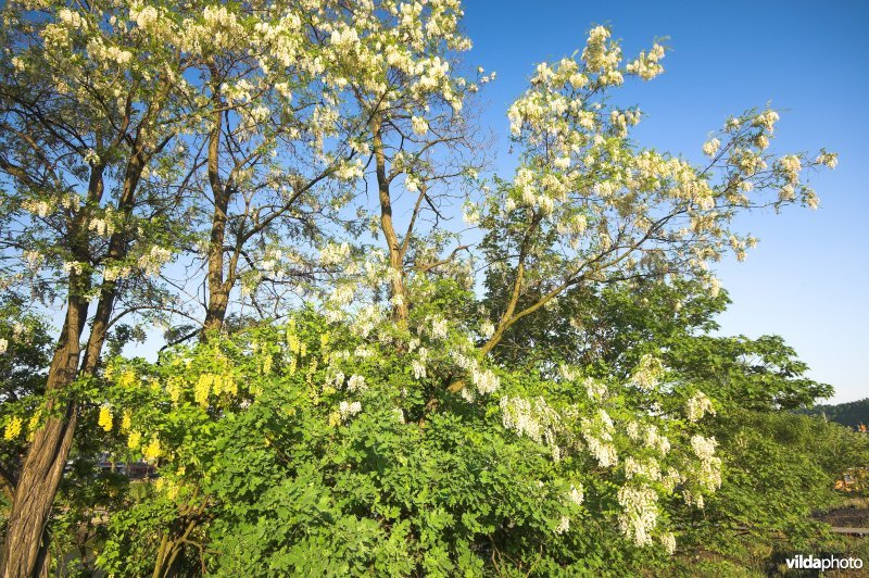 Bloeiende robinia