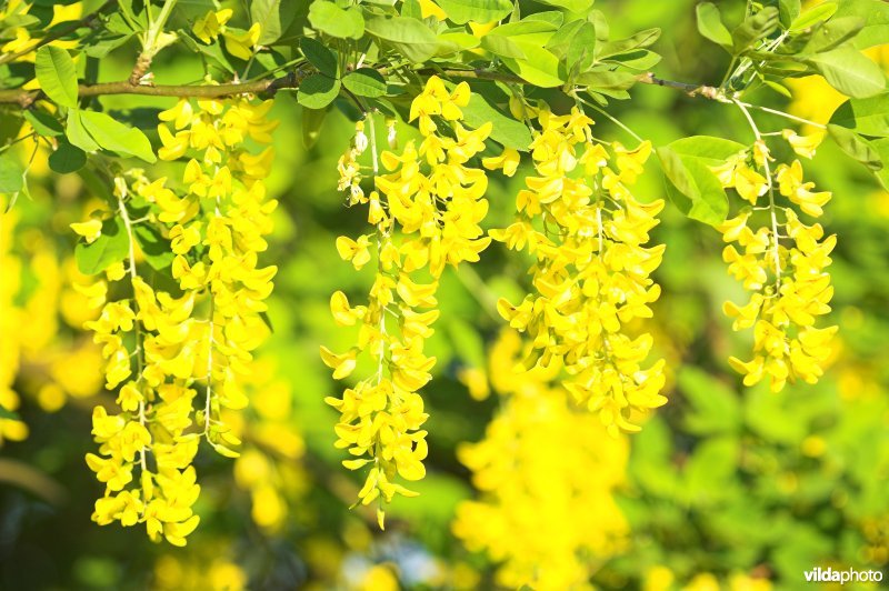 Bloeiende robinia