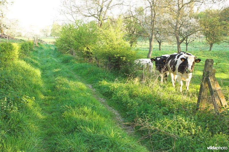 Boomgaard en vee in Grootloon