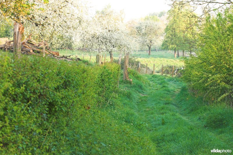 Boomgaard in Grootloon