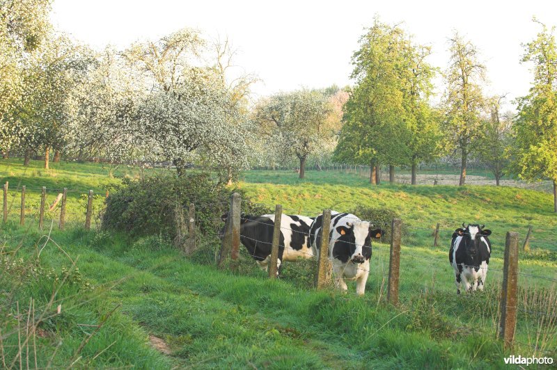 Boomgaard en vee in Grootloon