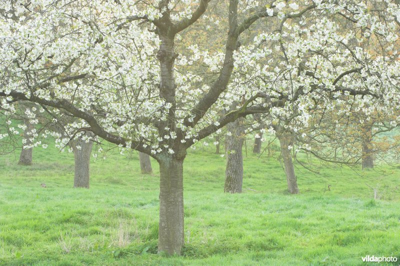 Boomgaard in Grootloon