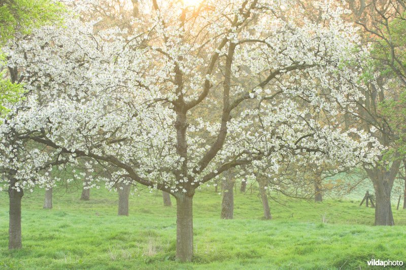 Boomgaard in Grootloon