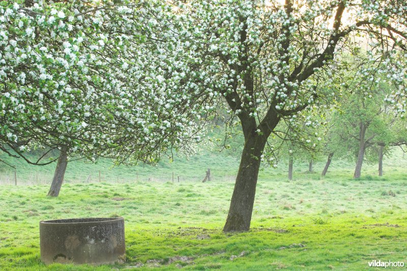 Boomgaard in Grootloon