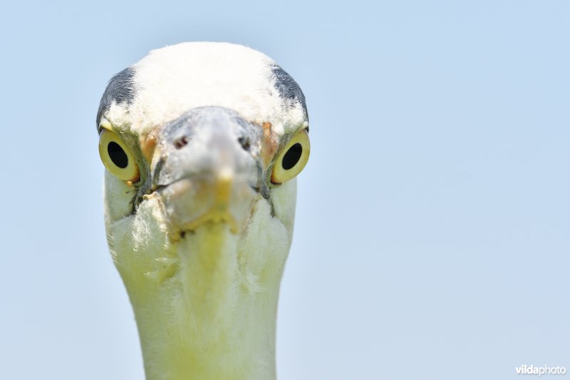 Blauwe reiger