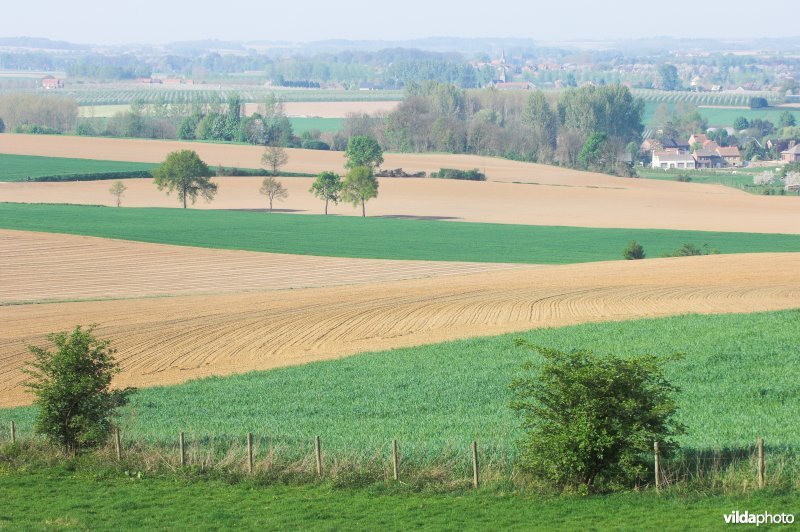 Zicht vanop de Haringsberg in Grootloon