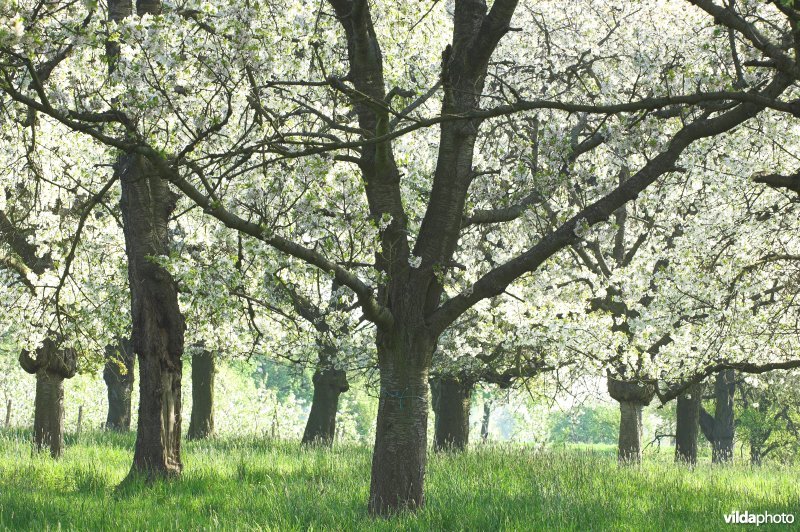 Bloeiende boomgaard in Borgloon