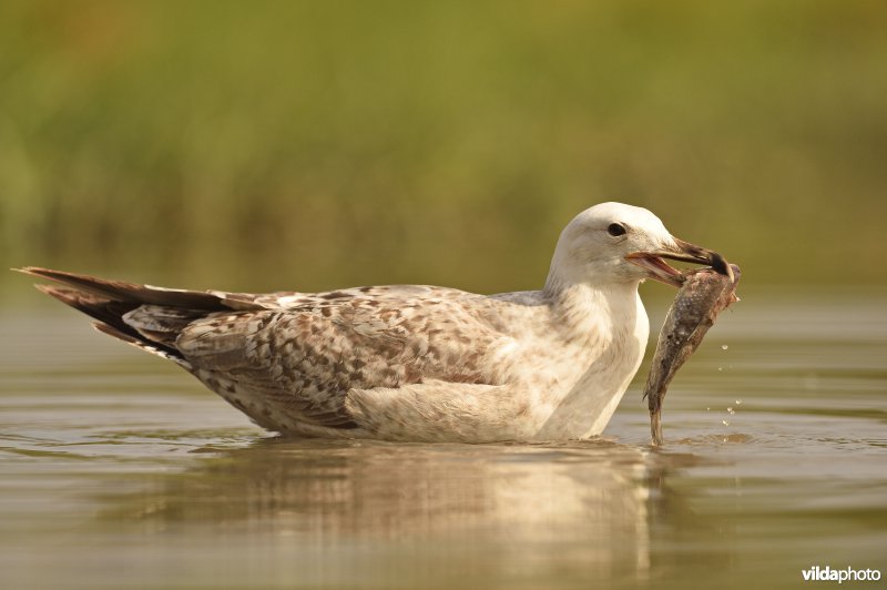 Pontische meeuw