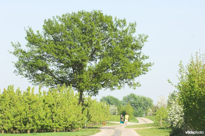 Romeinse kassei heerbaan