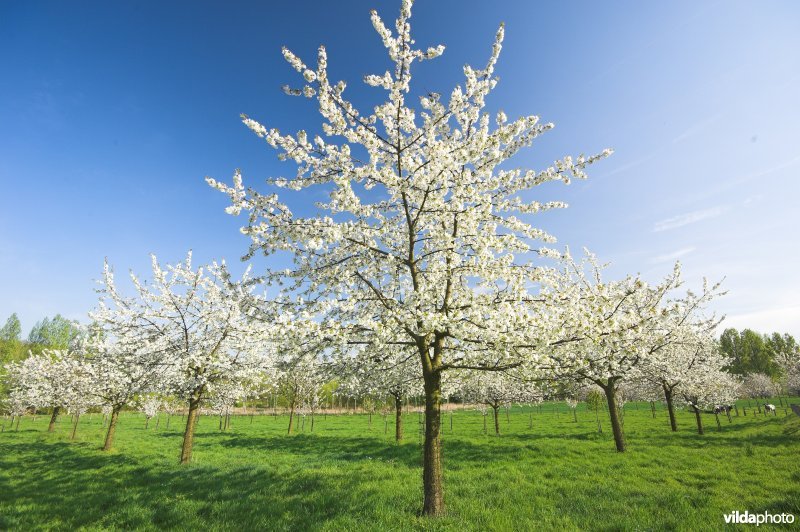 Bloeiende hoogstam in Klein-Gelmen