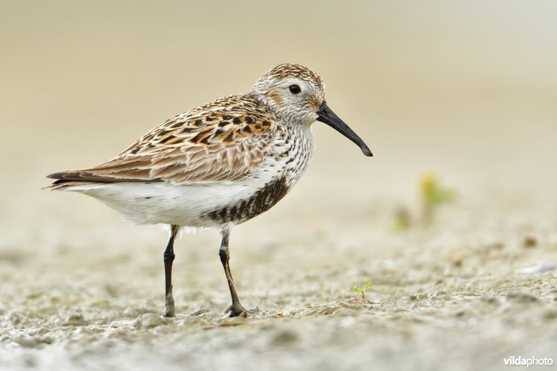 Bonte strandloper in zomerkleed