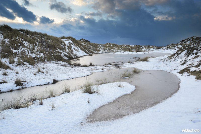 Natuurreservaat De Westhoek in de winter