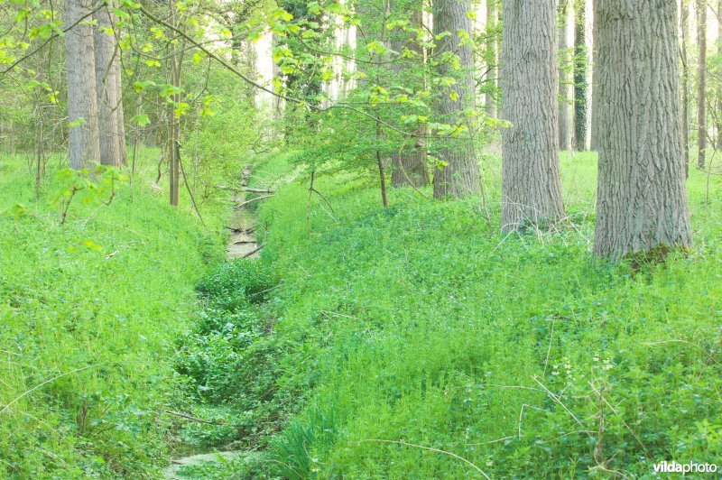 Natuurgebied Hampveld langs de Herk