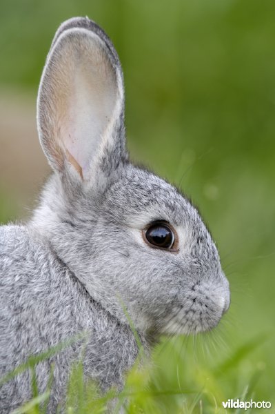 Jong grijs konijntje