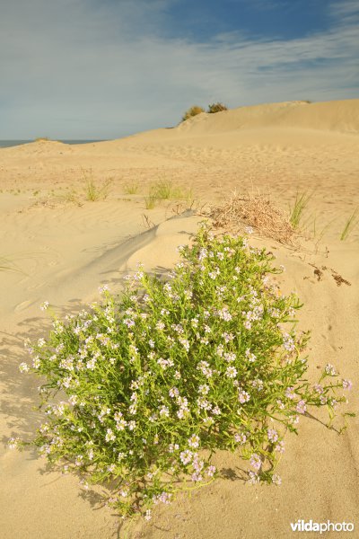 Schipgatduinen