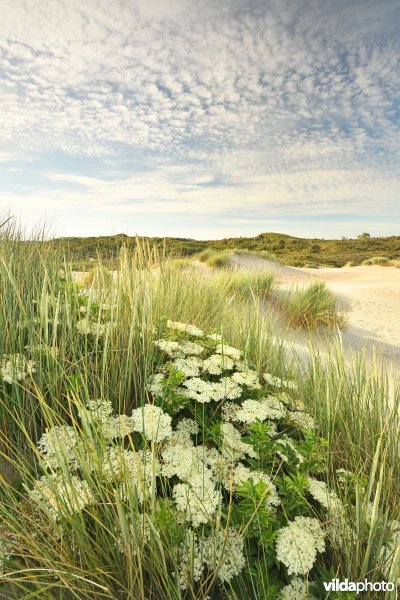 Schipgatduinen