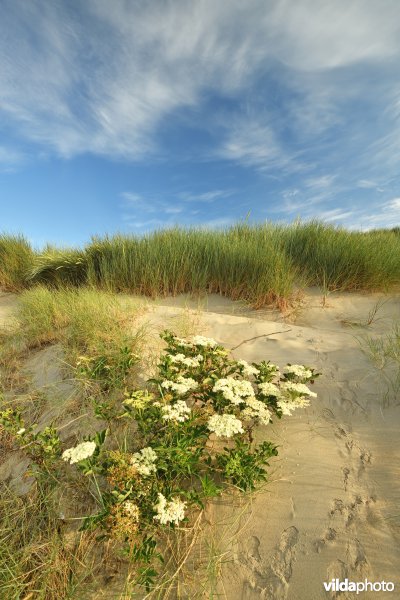 Schipgatduinen