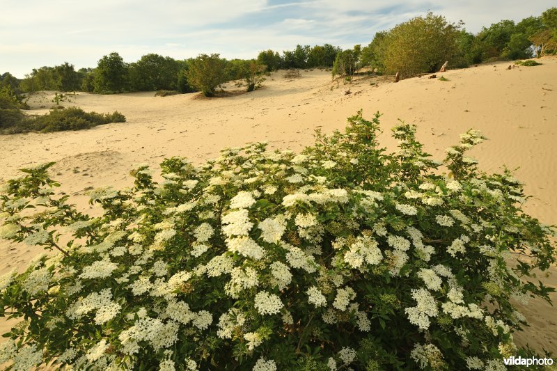 Oosthoekduinen