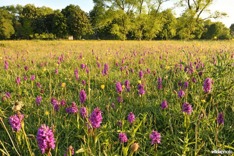 Natuurreservaat Groenendijk