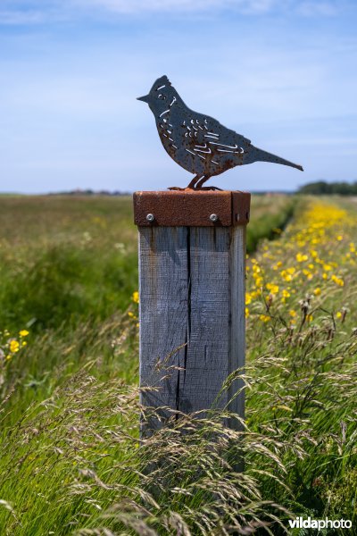 IJzeren veldleeuwerik op Terschelling