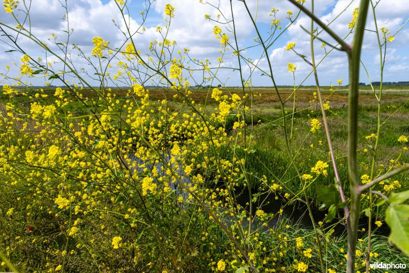 Bloemrijke berm in Polder Arkemheen