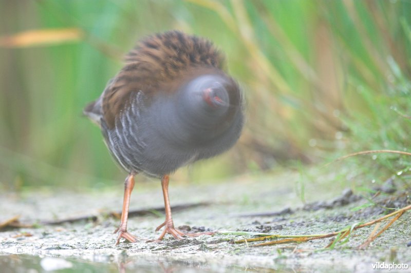 Uitschuddende Waterral