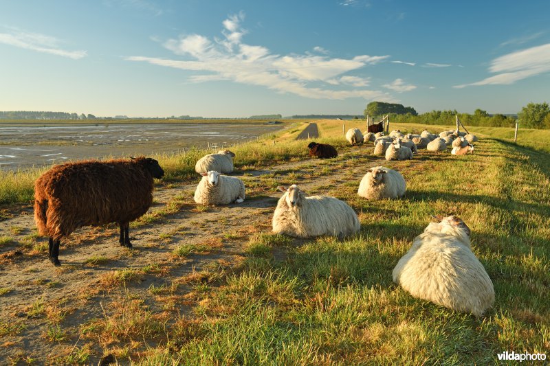 Dijkbegrazing door schapen in het Zwin