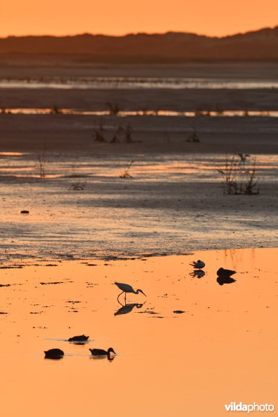 Zwinvlakte in de nieuwe uitbreiding