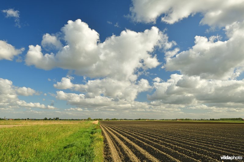 Polderlandschap in Zande