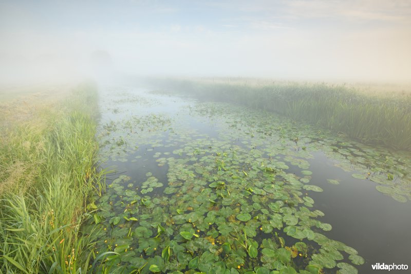 Gele plomp in de Stenensluisvaart