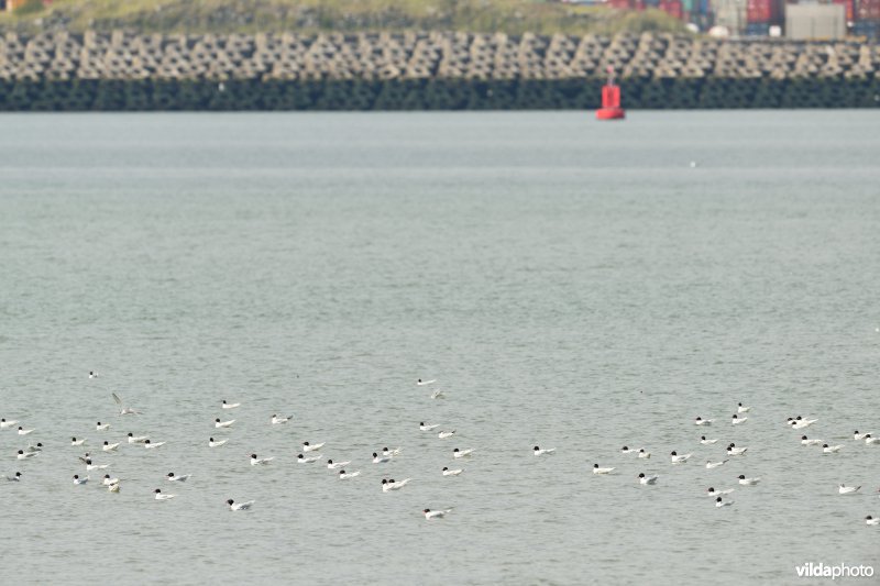 Zwartkopmeeuwen in de voorhaven van Zeebrugge