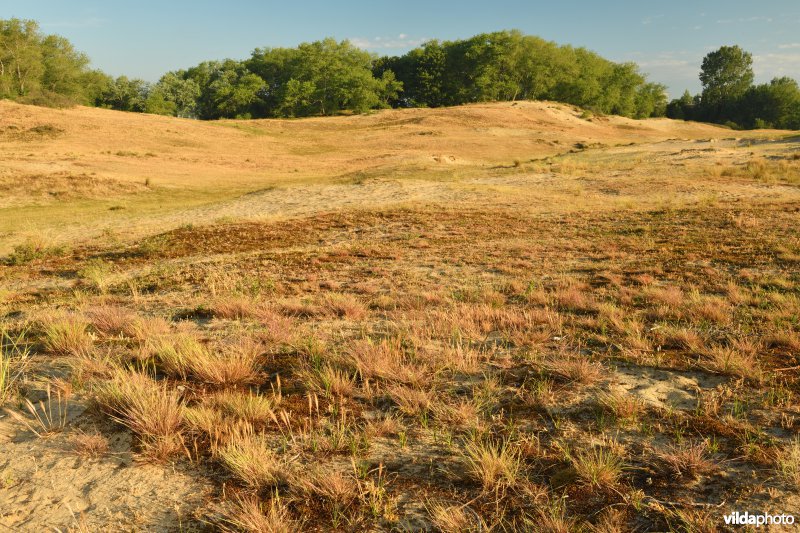 Buntgras in de Plaatsduinen