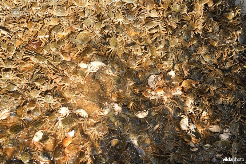 Gevangen Chinese wolhandkrab met val op de Kleine Nete