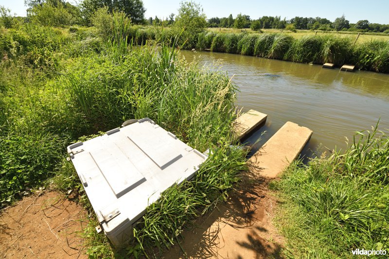 Chinese wolhandkrab val op de Kleine Nete