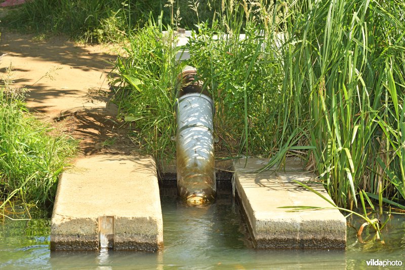 Chinese wolhandkrab val op de Kleine Nete