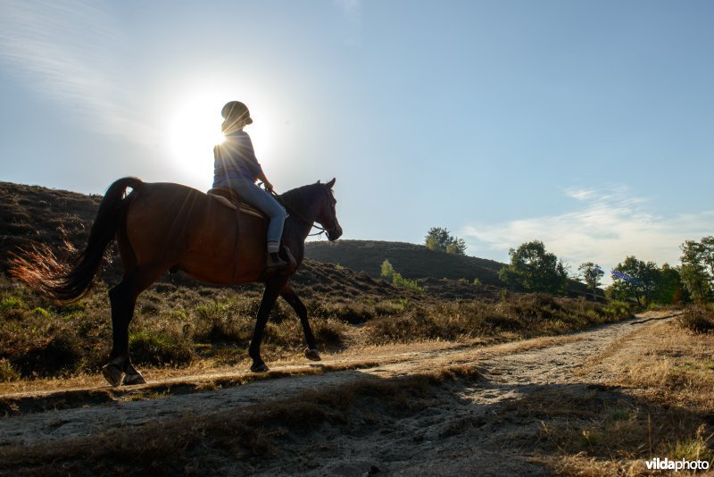 Ruiter op haar paard