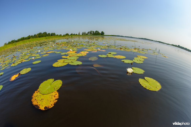Bloeiende witte waterlelie