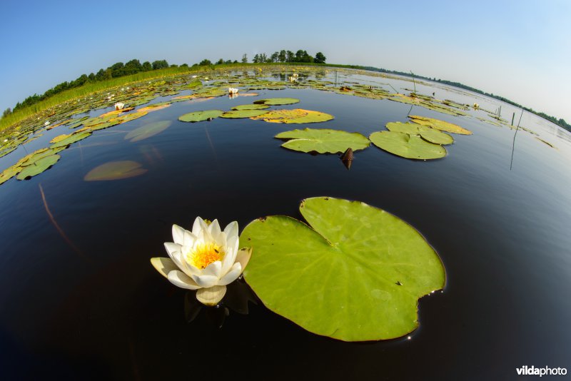 Bloeiende witte waterlelie