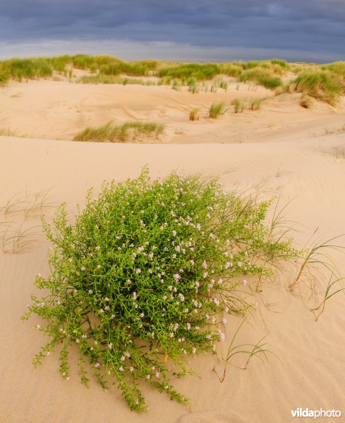 Zeeraket in jonge duinen