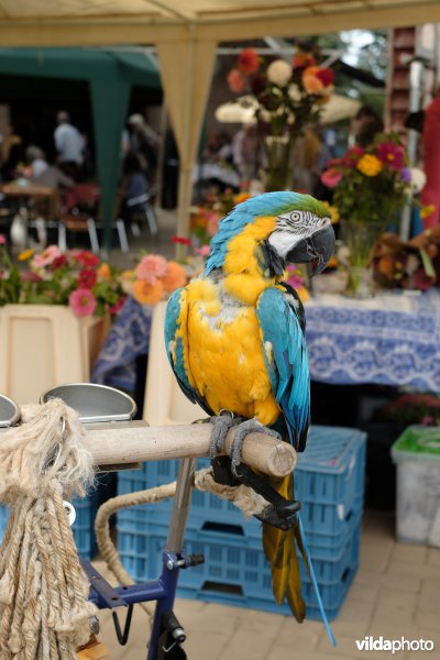 Blauwgele ara op een braderie