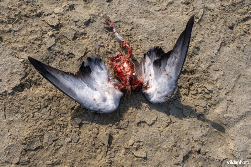 Postduif na slechtvalk