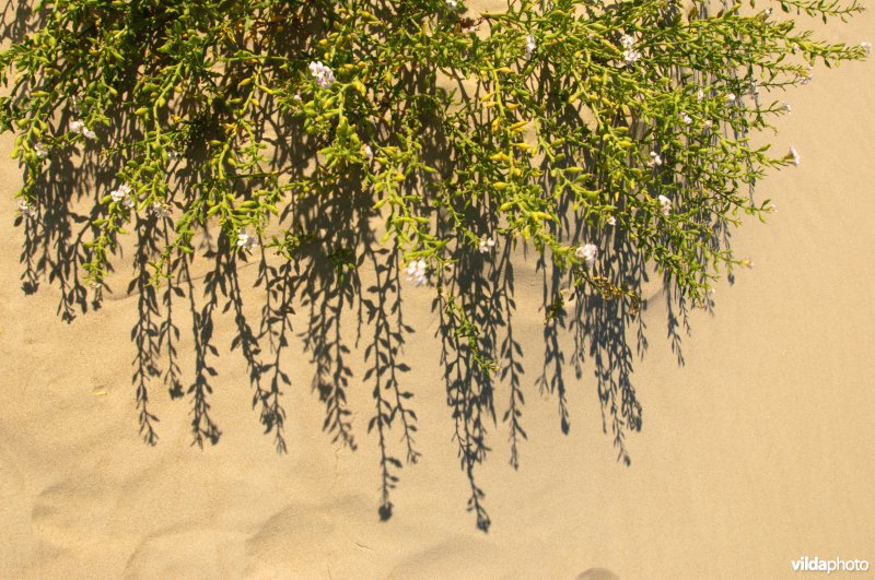 Plant en schaduw van zeeraket