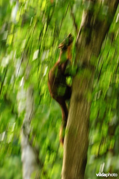 Een boommarter klimt in een boom